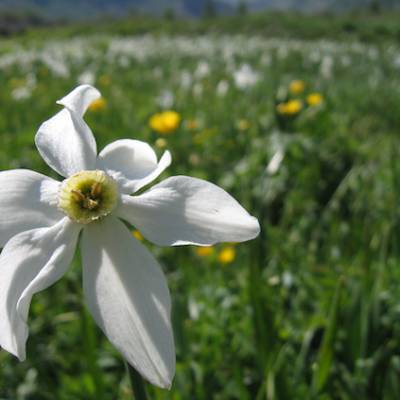 Walking in the Alps,  Undiscovered Alps  1701.jpg